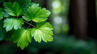 Fresh green strawberry leaves with detailed texture and veins in natural garden setting with soft bokeh background for organic farming concepts.