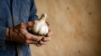 Farmer's weathered hands holding fresh garlic bulb against neutral background, representing organic produce, agriculture, and farm-to-table cooking.