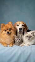 Adorable group of pets including Pomeranian dog, Beagle, two kittens and Ragdoll cat posing together on blue background for veterinary and pet care concepts.