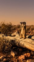 Meerkat standing on fallen log with binoculars during golden hour sunset in arid desert landscape with warm orange sky and sparse vegetation.