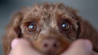 Close up portrait of brown poodle puppy with soulful amber eyes and curly fur, focusing on expressive gaze and wet nose against blurred background.