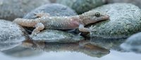 Small lizard with textured gray and pink skin resting on wet rocks near water, suitable for wildlife, nature, and reptile educational content.