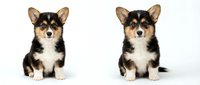 Two adorable Shiba Inu puppies sitting side by side on white background, perfect for pet care marketing, veterinary services, and animal lover designs.