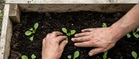 Elderly hands gently protecting young green seedlings growing in wooden planter box with rich dark soil for organic gardening and sustainable agriculture.