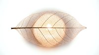 Delicate skeletal leaf structure with translucent veins and warm golden-brown tones isolated on white background, suitable for design projects and botanical artwork.