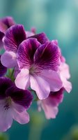 Purple geranium flowers with delicate petals and dark veining against soft turquoise background for spring garden and floral design projects.