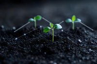 Young green sprouts connected by dotted lines growing from rich black soil, symbolizing network growth and environmental sustainability in business concept.