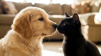Golden retriever and black cat facing each other indoors, showing friendship and companionship between different pets in a cozy home setting.