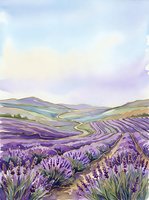 Lavender field landscape with rolling hills and purple flowering plants in rows under soft sky, suitable for home decor, travel, agriculture, and nature-themed designs.