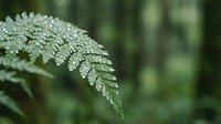 Fresh green fern leaf with morning dew drops in natural forest environment, macro photography showcasing delicate botanical details and water droplets.