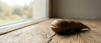 Single walnut shell resting on rustic wooden surface near bright window with natural lighting for organic food and nutrition concepts.