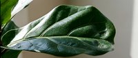 Close-up of fresh green leaf with detailed texture and natural lighting showcasing botanical beauty for organic and nature-themed designs.