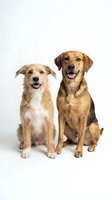 Two happy dogs sitting together on white background, mixed breed terrier and shepherd mix with tongues out, isolated studio portrait for pet care designs.