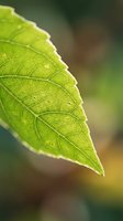 Vibrant green leaf with detailed vein structure and translucent edges, backlit to highlight natural texture and botanical details for nature and environmental projects.