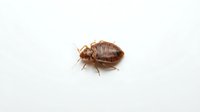 Isolated brown bed bug on white background, suitable for pest control, educational, and medical materials.