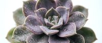 Succulent plant with dusty purple rosette leaves and frosted texture, ideal for botanical, gardening, and nature design projects.