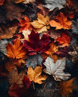 Colorful autumn maple leaves in rich red, orange, and yellow hues scattered on forest floor, creating seasonal texture for fall backgrounds.
