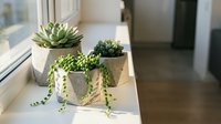 Small succulent plants in concrete geometric planters arranged on white windowsill in modern minimalist home interior for contemporary decor and gardening.