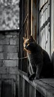 Dark gray tabby cat sitting on weathered windowsill in urban alley, backlit by golden sunlight casting shadows on brick wall. Street photography.