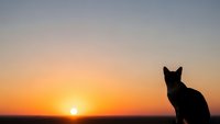 Cat silhouette against stunning sunset sky with warm orange and purple hues creating peaceful evening atmosphere for meditation and relaxation concepts.