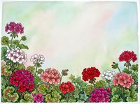 Watercolor geranium flowers border frame with soft pastel background for spring garden design projects and floral decorative elements.