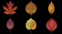 Six colorful autumn leaves in red, yellow, and green tones, isolated on transparent background. Ready for clipart, stickers, t-shirt design, and print on demand use.
