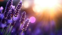 Purple lavender flowers blooming in golden sunset light with soft bokeh background for aromatherapy and wellness designs.