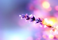 Delicate purple flower branch with soft bokeh background in pink and yellow tones creates dreamy spring atmosphere, macro photography with shallow depth of field.