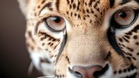 Close up view of leopard face showing intense eyes, spotted fur pattern and nose detail against dark background, dramatic wildlife portrait.