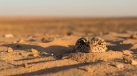 Burrowing owl emerging from sandy ground burrow in desert habitat during golden hour sunset light creating warm atmospheric wildlife photography scene.