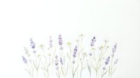 Delicate lavender flowers and chamomile daisies on white background. Botanical floral arrangement for natural wellness and aromatherapy designs.
