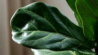 Close-up of glossy green fiddle leaf fig plant leaves with detailed texture and natural lighting for home decor and botanical design projects.