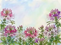 Watercolor cleome spider flowers in pink and purple hues with green foliage on soft pastel background for botanical art and floral design projects.