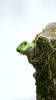 Green iguana lizard climbing on mossy tree trunk against white background, tropical reptile wildlife nature photography for educational content.