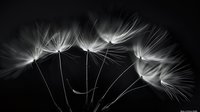Delicate dandelion seeds floating against dark background, showcasing fragile structure and ethereal beauty in dramatic black and white macro photography.