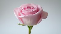 Delicate pink rose bloom with soft petals against light background, showcasing gentle curves and subtle color gradients. Macro photography captures fine details.
