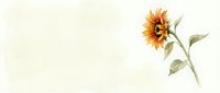 Watercolor sunflower with green leaves on cream background, botanical illustration for greeting cards, wedding invitations and floral design projects.