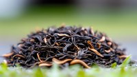 Black tea leaves macro close up with orange tips and green blurred background, showing detailed texture of dried organic loose leaf tea.