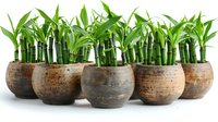 Lucky bamboo plants in rustic ceramic pots arranged in row, perfect for feng shui home decor, zen garden design and natural interior decoration concepts on white background.