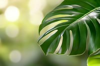 Fresh monstera leaf close-up on blurred natural green background with bokeh lights, tropical foliage detail showing distinctive split leaf pattern.