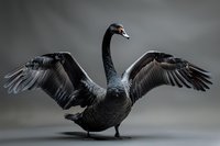 Majestic black swan spreading wings against dark background, dramatic pose showcasing detailed feathers and graceful neck posture for wildlife and nature photography.