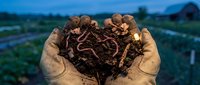 Gloved hands holding rich dark compost soil with red earthworms in a garden at dusk, showcasing organic farming and natural fertilization.