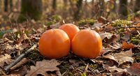 Fresh orange pumpkins arranged on autumn forest floor with fallen leaves and natural woodland background for seasonal harvest decorating.