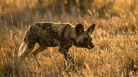 Wild African painted dog hunting in golden grassland during sunset with warm backlighting creating dramatic wildlife photography moment in natural habitat.