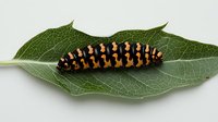 Black and orange striped caterpillar resting on textured green leaf against white background, macro nature photography showing detailed markings and segments.