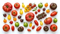 Colorful assortment of fresh heirloom and cherry tomatoes in various sizes and colors arranged on white background for healthy cooking and nutrition.