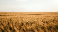 Golden wheat field stretching to horizon under soft light, agricultural landscape with grain crops ready for harvest in rural farming area.