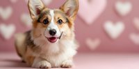 Adorable Welsh Corgi puppy with happy expression lying on pink background with heart pattern, perfect for pet adoption or animal care content.
