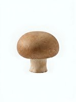 Whole mushroom with brown cap and pale stem isolated on white background, suitable for food, cooking, and culinary design projects.