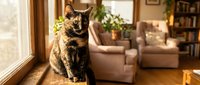 Tortoiseshell cat sitting on wooden surface by sunny window in cozy living room with armchair and houseplants in background.